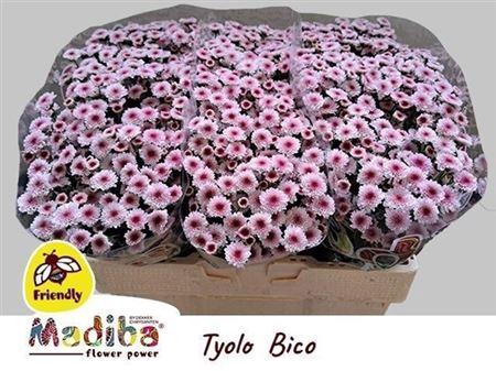 <h4>Chr S Mad Bico Tyolo</h4>