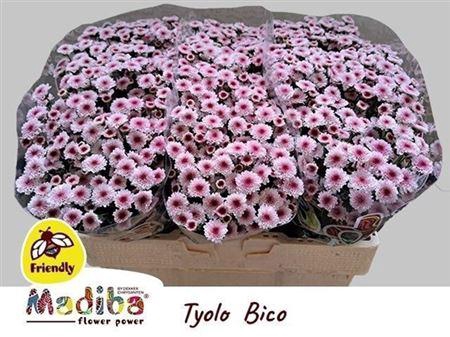 <h4>Chr S Mad Bico Tyolo</h4>