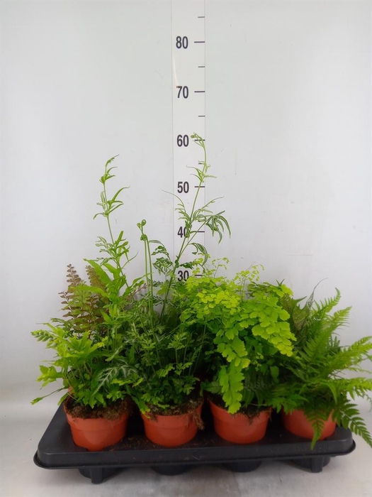 <h4>Ferns   ...mix</h4>