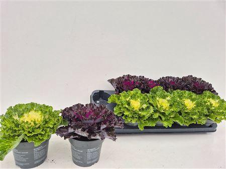 <h4>Brassica (sierkool)</h4>