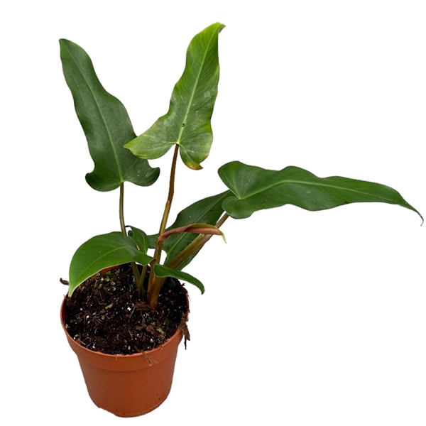 <h4>Philodendron Mexicanum</h4>