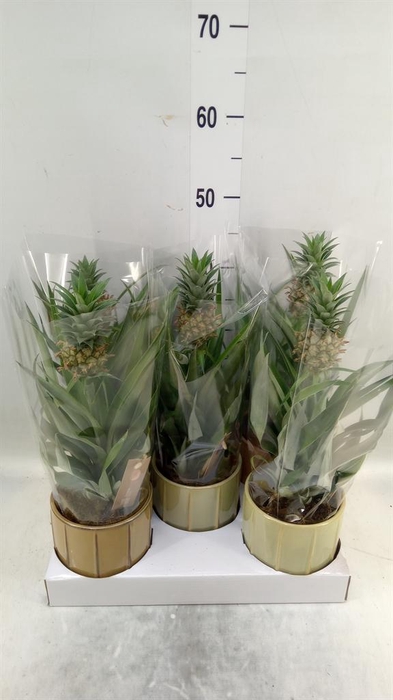 <h4>Ananas  'Mi Amigo'</h4>