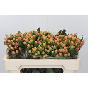 Hypericum Overig Oranje