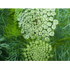 AMMI MAJUS GREEN MIST 070 CM