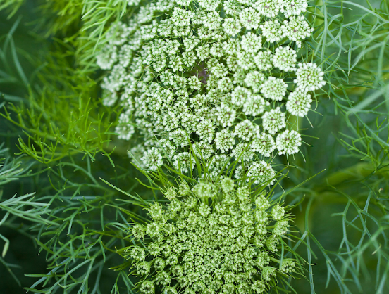 AMMI MAJUS GREEN MIST 070 CM
