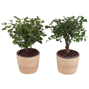 Bonsai Indoor Mix Ø 9cm Ball Shape in Ø10cm Wood NT465