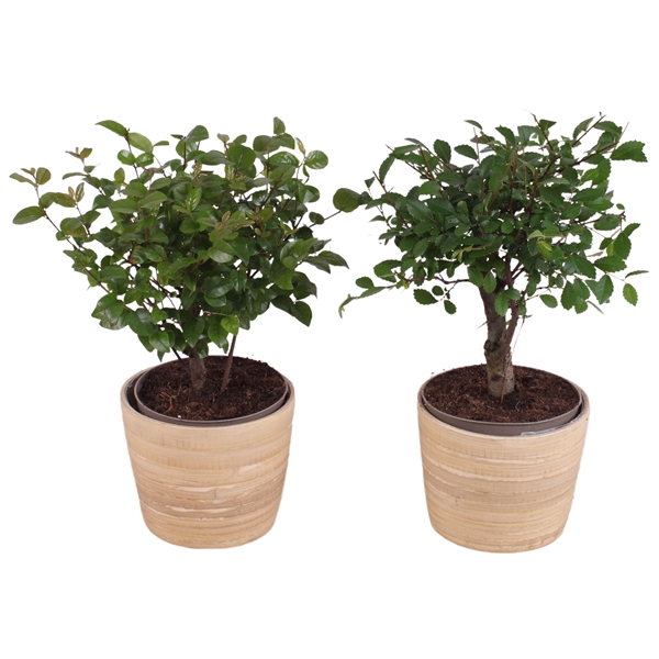 <h4>Bonsai Indoor Mix Ø 9cm Ball Shape in Ø10cm Wood NT465</h4>