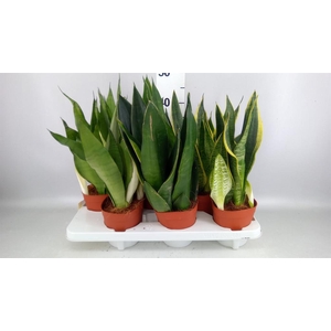 Sansevieria trifa.   ...