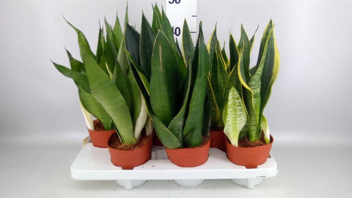<h4>Sansevieria trifa.   ...</h4>