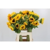 Helianthus Orange Fire