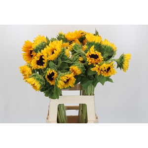 Helianthus Orange Fire