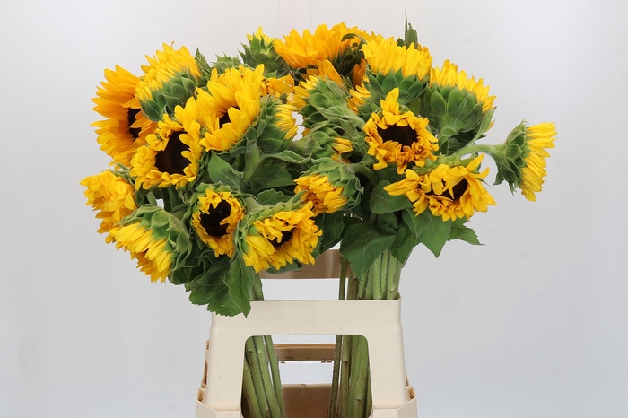Helianthus Orange Fire
