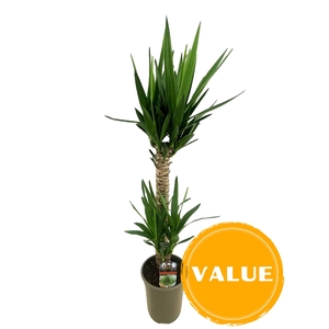 Yucca elephantipes 60-20 P19