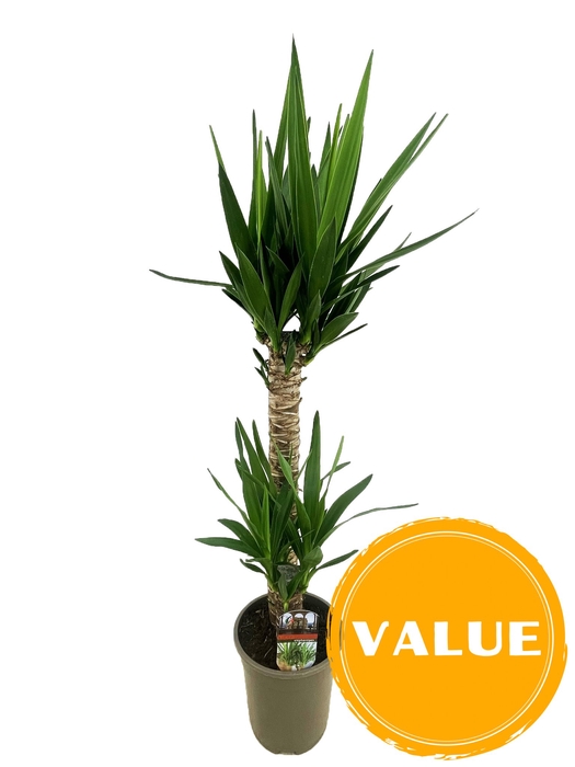 <h4>Yucca elephantipes 60-20 P19</h4>