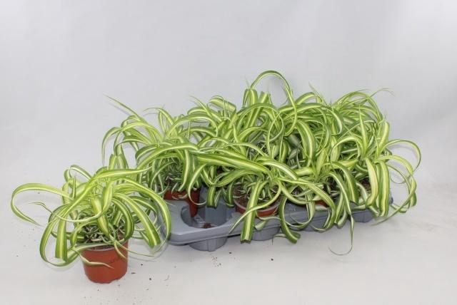 <h4>CHLOR COM BONNIE</h4>