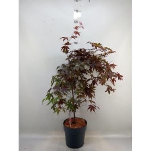 Acer palmatum 'Bloodgood'