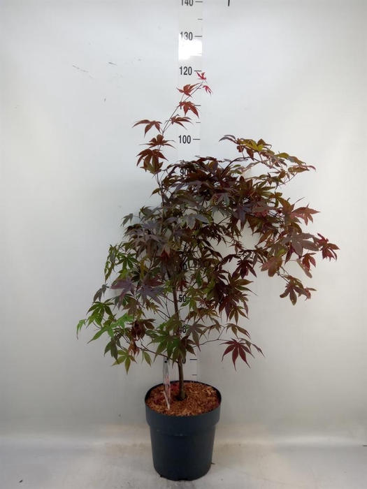 <h4>Acer palmatum 'Bloodgood'</h4>