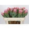 Protea Penny Pink