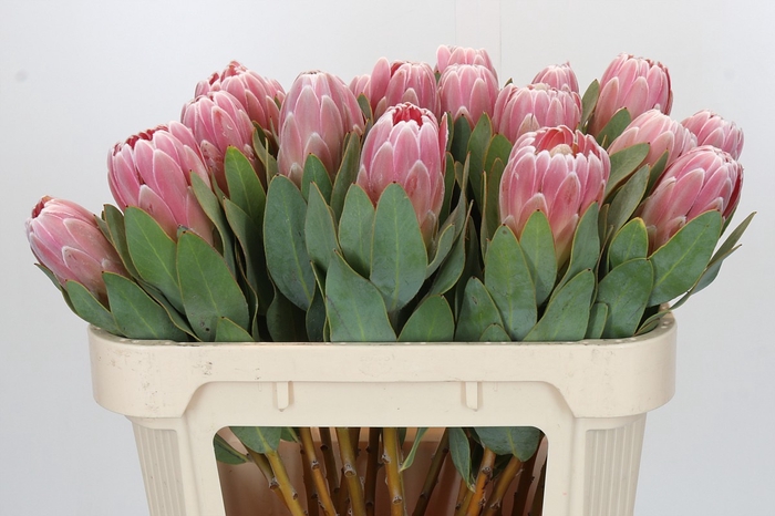 Protea Penny Pink