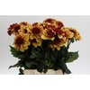 Dahlia Creme de Cognac