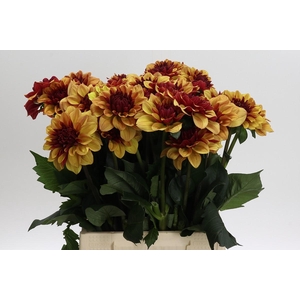 Dahlia Creme de Cognac