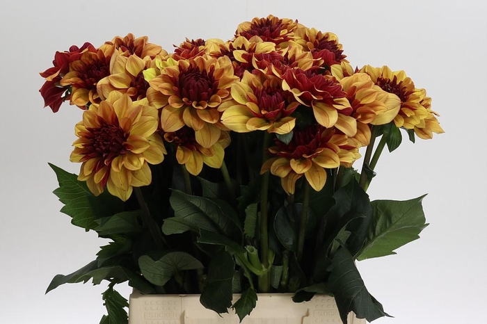 Dahlia Creme de Cognac