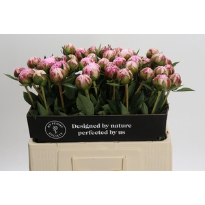 Paeonia Sarah Bernhardt