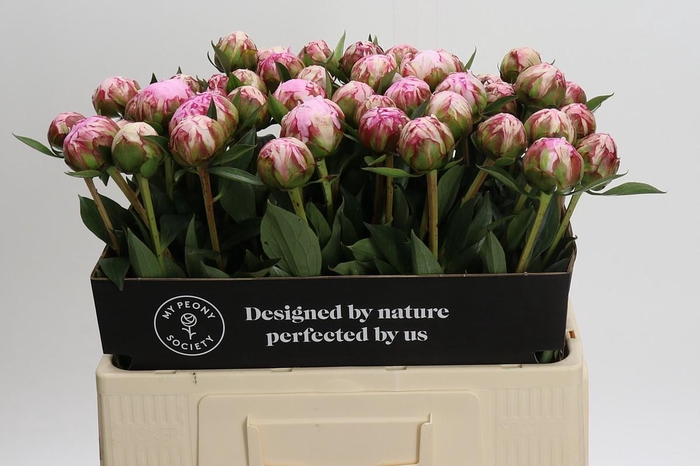 Paeonia Sarah Bernhardt