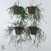 .Rhipsalis gemengd