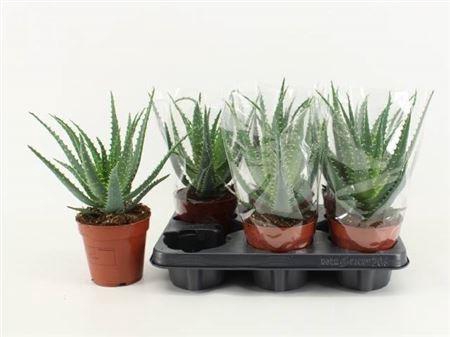 <h4>Aloe Arborescens</h4>