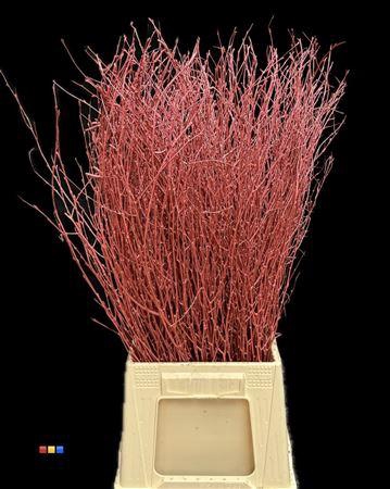 Betula / Berkentak Metallic Red
