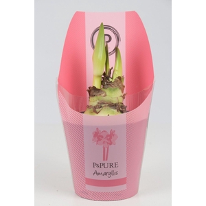 Hippeastrum pink in P&PURE Collection sleeve