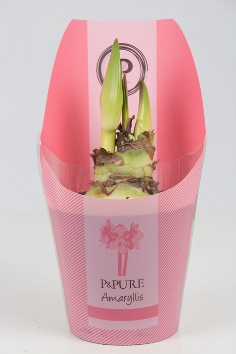 <h4>Hippeastrum pink in P&PURE Collection sleeve</h4>