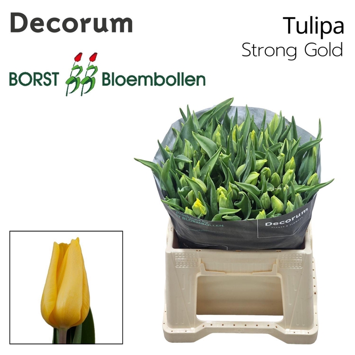 <h4>TU EN STRONG GOLD</h4>