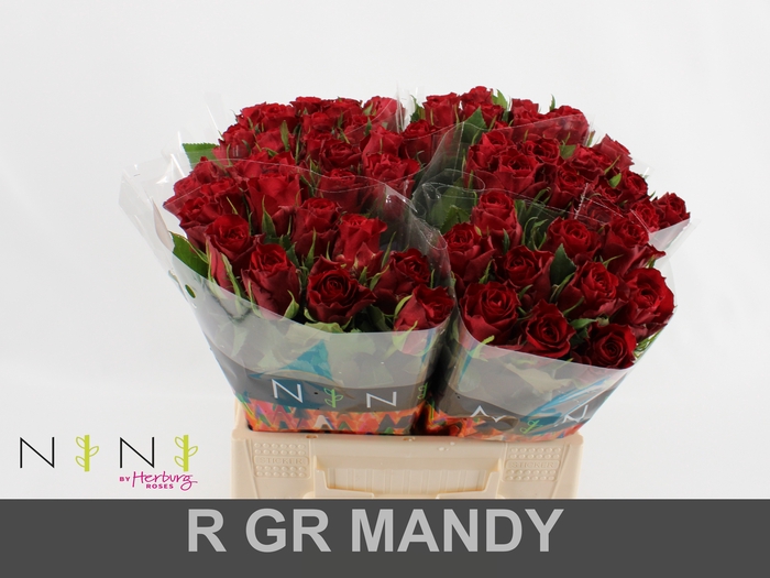 Rosa large mandy