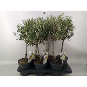 Olea europaea