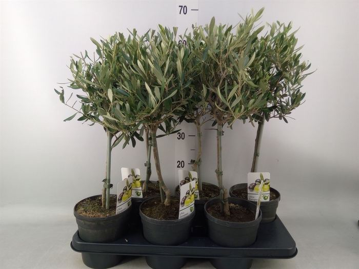 <h4>Olea europaea</h4>