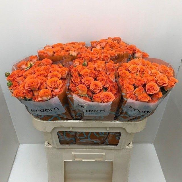 <h4>Rosa TR 'Ariya' BRAAM</h4>