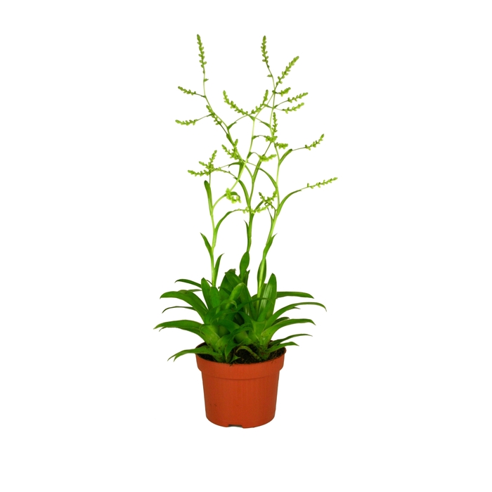 <h4>Toef Catopsis morreniana 12 cm</h4>