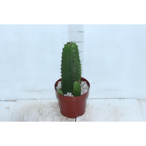 CACTUS EUPHORBIA MANDACARU P17