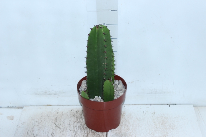 <h4>CACTUS EUPHORBIA MANDACARU P17</h4>