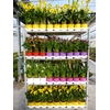 Zantedeschia (knol)