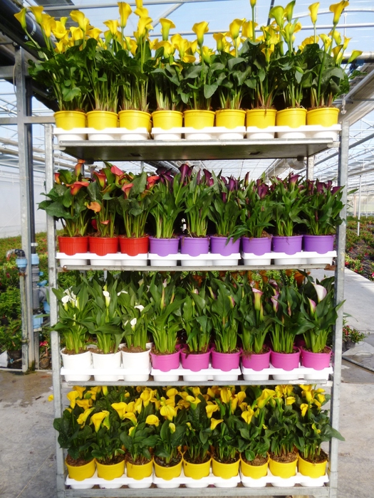 Zantedeschia (knol)