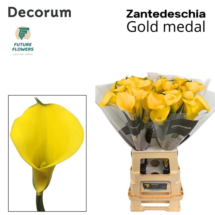 <h4>Zant Gold Medal</h4>