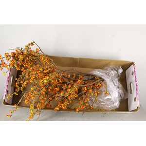 CELAS SC NICO BES 85CM