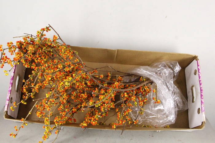 <h4>CELAS SC NICO BES 85CM</h4>