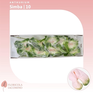 Anthurium Simba