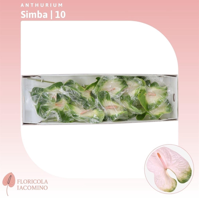 <h4>Anthurium Simba</h4>