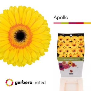 Gerbera diamond apollo