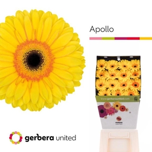 Gerbera diamond apollo